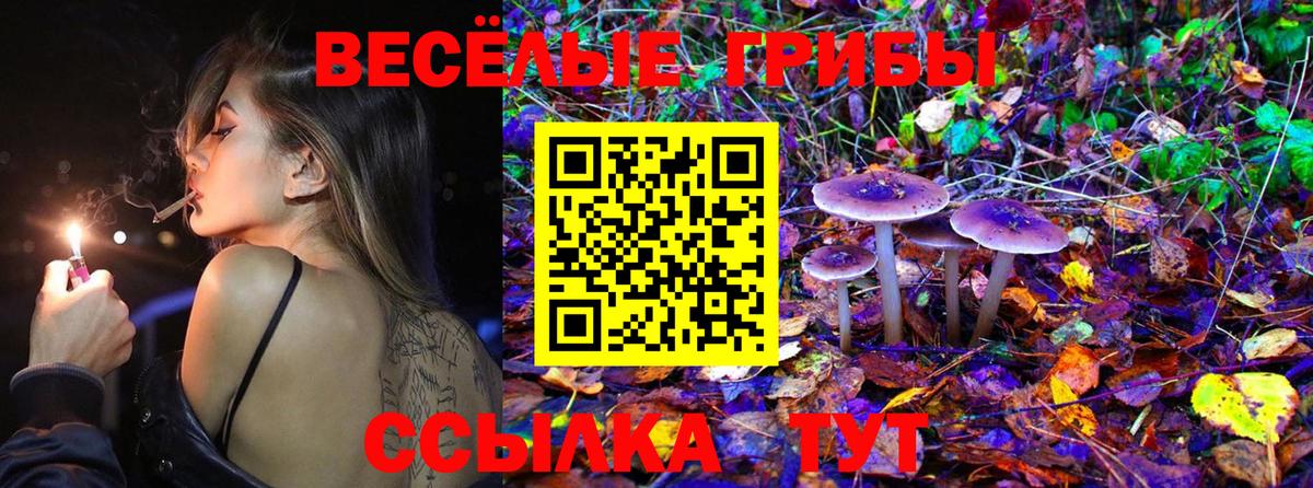 Псилоцибиновые грибы Psilocybine cubensis Гусев