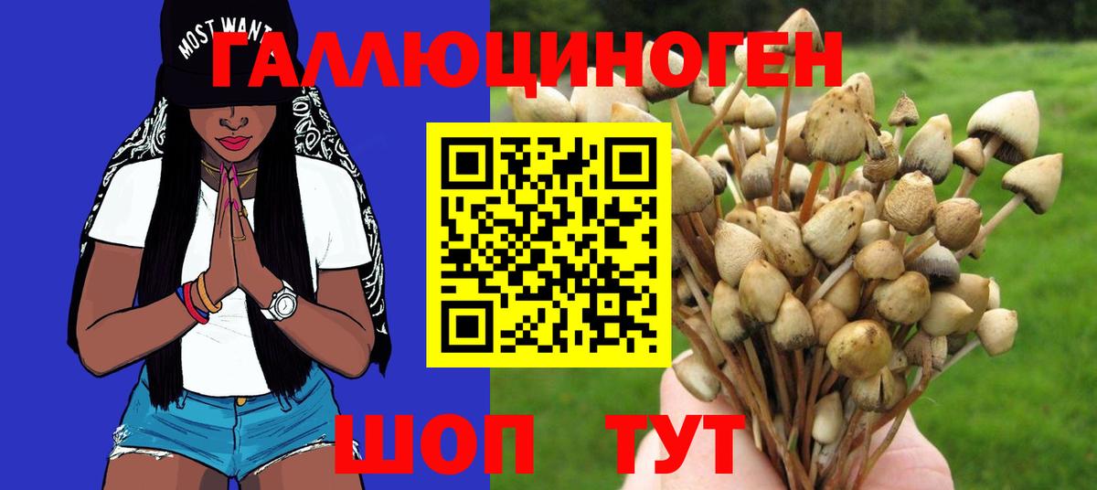 Гусев  Псилоцибиновые грибы Cubensis  Вход с VPN 